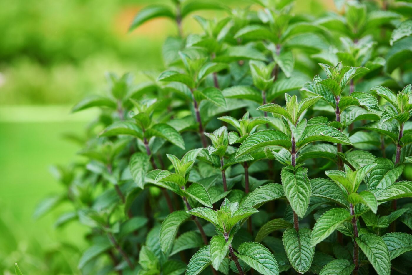 La Menta: i suoi 5 utilizzi speciali