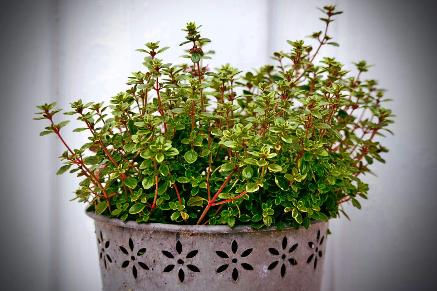 Un giardino dentro casa grazie alle piante aromatiche